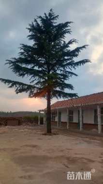 高度1600厘米雪松