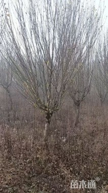 高度250厘米木槿