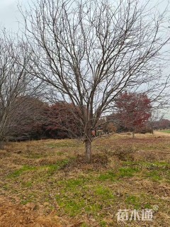 25公分绚丽海棠