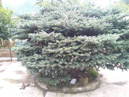 27公分科罗拉多蓝杉