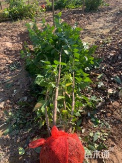 高度300厘米丛生蜡梅