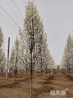 14公分彩叶豆梨