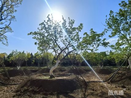 20公分造型元宝枫