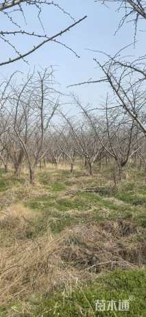 30公分嫁接银杏