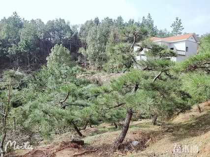 高度200厘米黑松