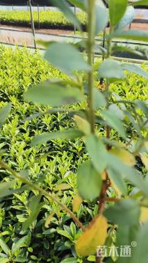 高度30厘米杜鹃