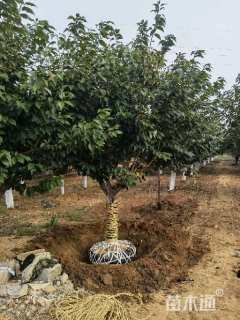 12公分日本晚樱