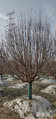 15公分绚丽海棠