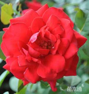 高度40厘米月季