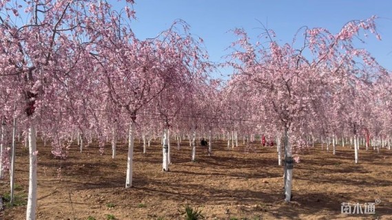 8公分八重红垂枝樱