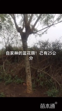 30公分蓝花楹