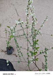 高度30厘米喷雪花