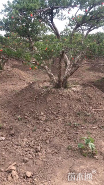 高度350厘米石榴