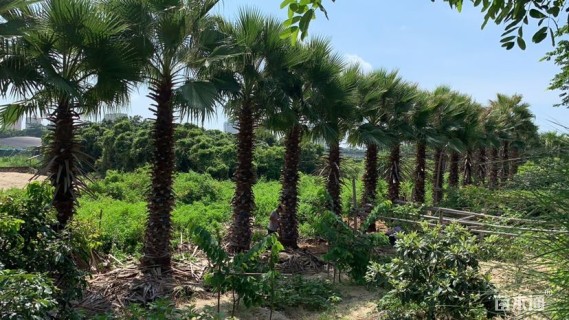 地栽苗华盛顿棕榈