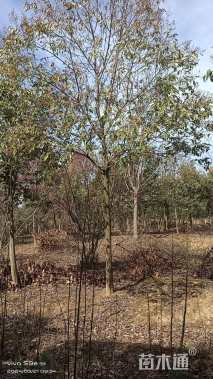 高度350厘米紫荆