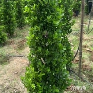 高度120厘米火山榕