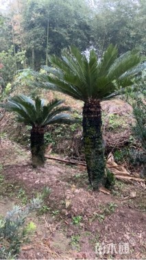 裸干高1200厘米铁树