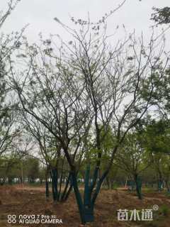 50公分丛生朴树