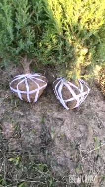 高度170厘米蜀桧