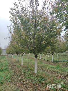 15公分日本晚樱