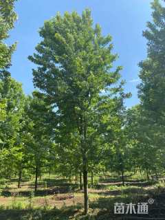 15公分美国红枫