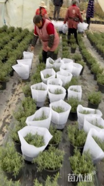 高度30厘米迷迭香