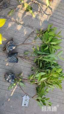 高度35厘米毛鹃