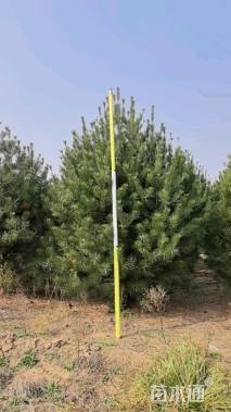 高度300厘米白皮松