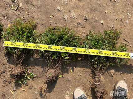 高度60厘米绣线菊