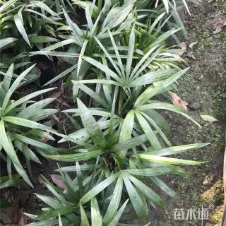 裸干高30厘米棕竹绿篱