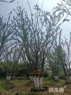 12公分(5杆)丛生朴树