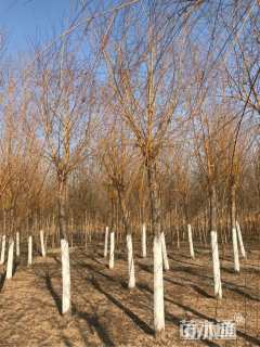 20公分金丝垂柳