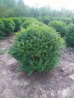 冠幅120厘米水蜡球