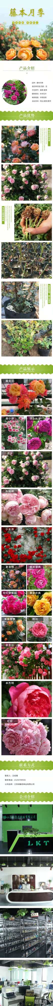 主蔓长120厘米藤本月季