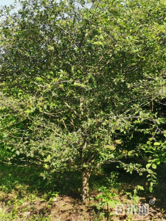 17公分垂丝海棠