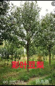 18公分彩叶豆梨