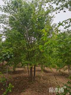 高度700厘米丛生五角枫