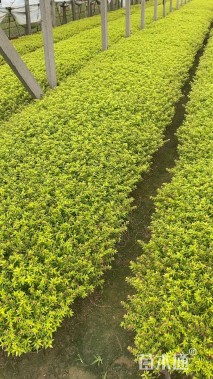 高度15厘米金叶满天星