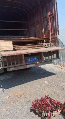 高度25厘米四季海棠