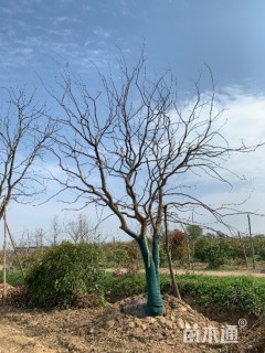 80公分丛生乌桕