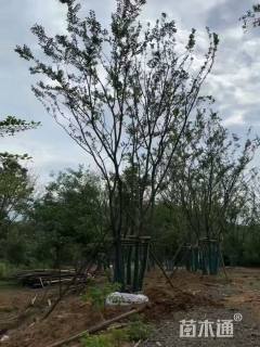 40公分(5杆)丛生朴树
