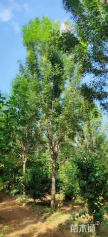 15公分秋紫白蜡