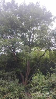 50公分丛生朴树