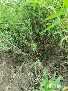地栽苗慈孝竹