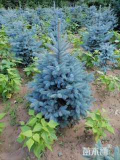 高度1500厘米美国蓝杉