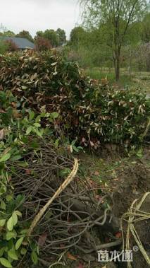 高度400厘米红叶石楠柱