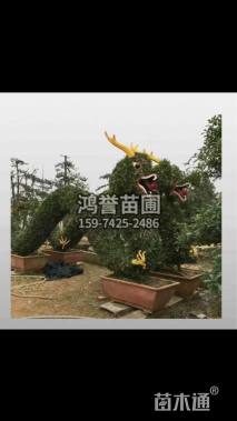 移栽苗造型罗汉松