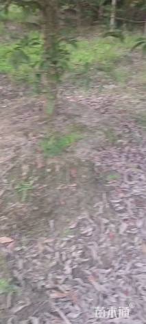 高度300厘米羽毛枫