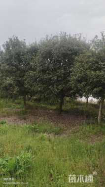 10公分高杆杨梅