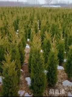 高度110厘米塔柏